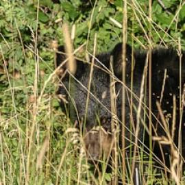 The Bear Whisperer